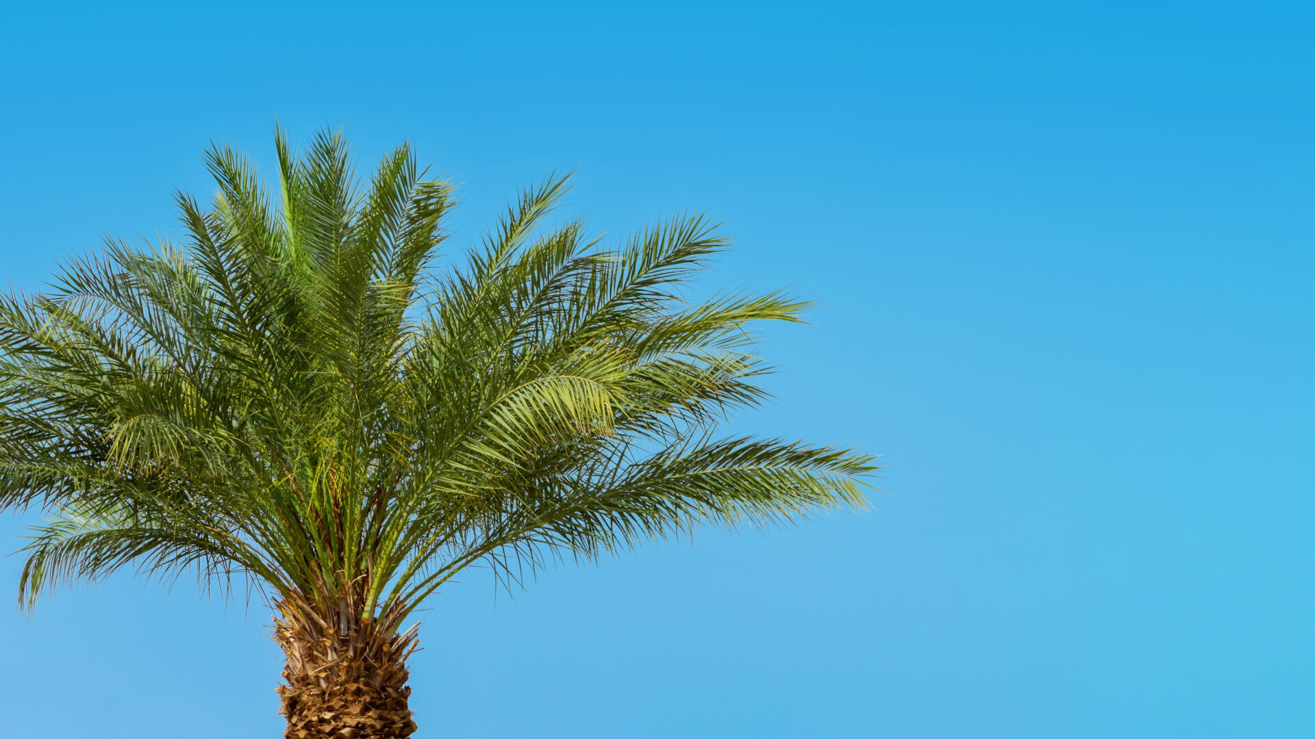 How Much Does It Cost to Trim a Palm Tree in Las Vegas? LV Palm Trimmers