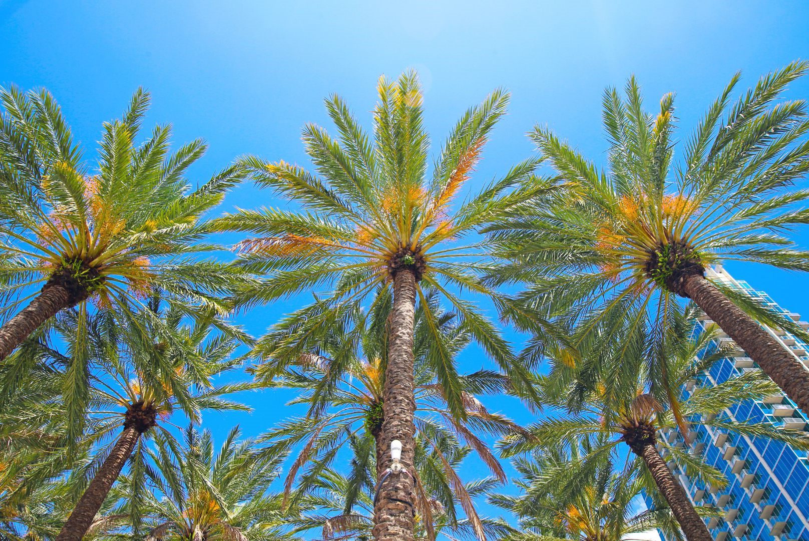 when-should-palm-trees-be-trimmed-lv-palm-trimmers