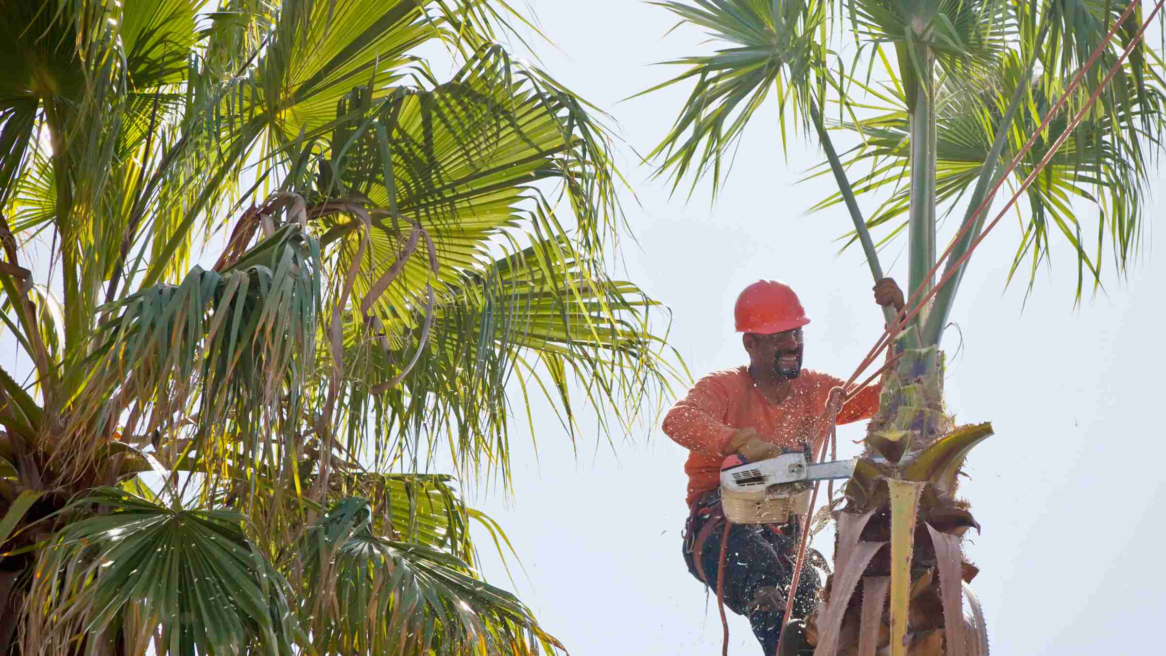 why-should-you-trim-your-palm-trees-lv-palm-trimmers